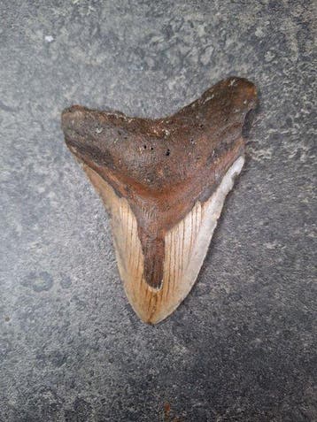 Megalodon - Fossiele tand - unique two tone! multicolor back