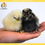 Jonge USA zijdehoender kuikens - Gesekste kuikens - Hennen, Dieren en Toebehoren, Pluimvee, Vrouwelijk, Kip