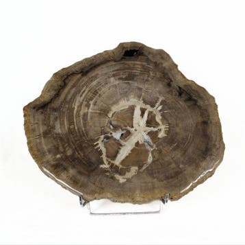 Versteend hout - Gefossiliseerd hout - Dipterocarpus - 35 cm