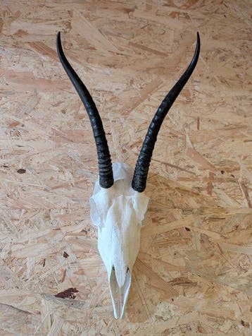 Grants Gazelle Trofee op Schild Taxidermie wandmontage -