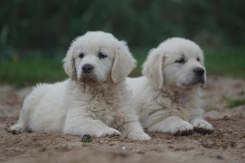 Golden Retriever Pups - Kies Zorgvuldig / Kies met Stamboom., Golden retriever, Nederland, Parvo, 8 tot 15 weken