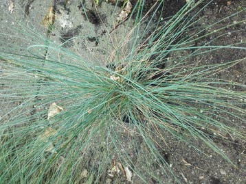 Blauw gras Festuca  glauca P9   schapengras, Tuin en Terras, Planten | Tuinplanten, Ophalen of Verzenden, Vaste plant, Volle zon