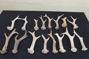 Roebuck Antlers Schedel - Capreolus capreolus - 0 cm - 0 cm, Nieuw