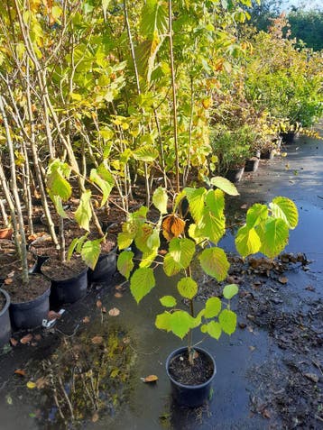 Davidia involucrata Zakdoekjesboom vaantjesboom, Ophalen, In pot, Overige soorten