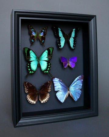 Vlinder Taxidermie volledige montage - Papilio albertisi x
