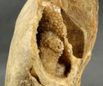 Fijn nautiloïde - Shell - Sypho - - Gefossiliseerd dier -, Verzamelen