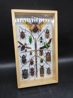 Lijst - Hout, Glas - XL - Echte insecten
