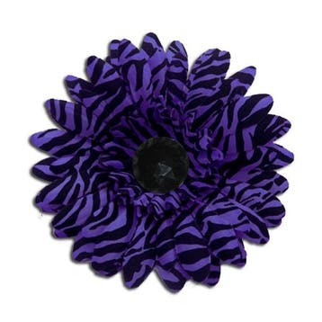 Purple Zebra Daisy., Verzenden, Nieuw