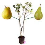 Perenboom Duo, Verzenden, Volle zon