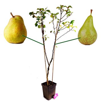 Perenboom Duo, Verzenden, Volle zon