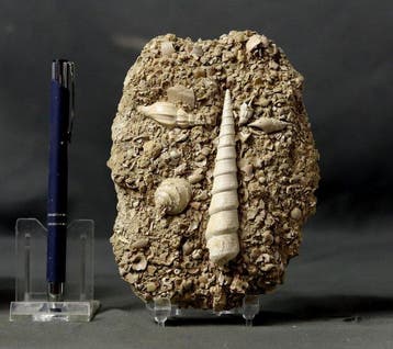 Uitzonderlijke fossiele schelp - op originele matrix -