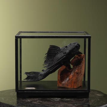 Zuignapharnasmeerval in Vitrine, Verzamelen, Ophalen of Verzenden, Nieuw, Wild dier, Opgezet dier