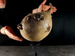 zwaardvis XXL Taxidermie volledige montage - Tetraodontidae, Nieuw