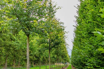 Zelkova serrata hoogstam 10/12