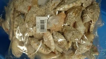 Strombus Aurisdiane Schelpen 1 kilo, Ophalen of Verzenden, Nieuw