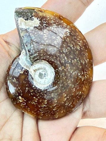 Cleoniceras sp. - Gefossiliseerde schelp - Cleoniceras Krijt, Verzamelen