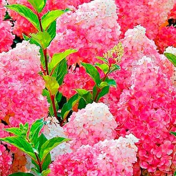 Pluimhortensia Vanilla Fraise container (P19) Sierplanten, Verzenden, Hortensia, Struik