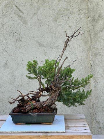 Jeneverbes bonsai (Juniperus) - Hoogte (boom): 30 cm -