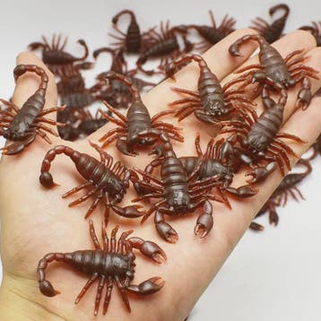 Nep Insecten Set: 50x Kakkerlakken, Duizendpoten & Schorpioe