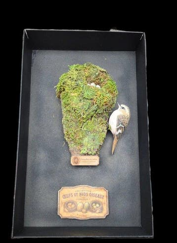 Rare- Exact Replica of the original nest and eggs and wood, Verzamelen, Nieuw