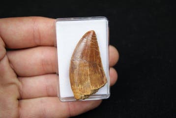Dinosaurus - Fossiele tand - Carcharodontosaurus Saharicus, Verzamelen, Mineralen en Fossielen