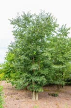 Celtis australis meerstammig 300-350