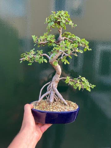 Japanese iep bonsai (Zelkova) - Hoogte (boom): 38 cm -