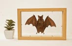 Painted Vesper Bat - framed Taxidermie volledige montage -