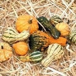 Dandymix kalebas basiseenheid, Ophalen of Verzenden, Nieuw