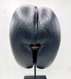 Coco de mer Taxidermie volledige montage - Lodoicea