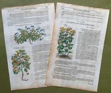 The Herball or generall Historie of Plantes [5 xilografie
