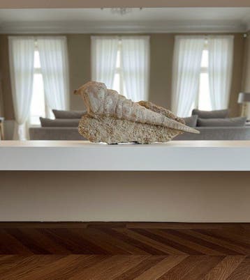 Weekdier - Gefossiliseerd dier - Cerithium Gigantium Fossil