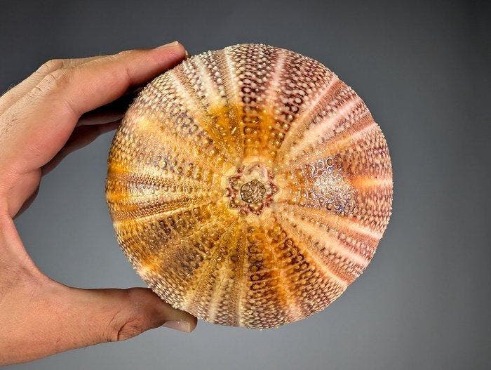 Extra groot zee-egel-specimen (Ø~13,5 cm) Zeeschelp -, Verzamelen, Dierenverzamelingen