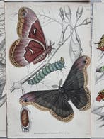 Sir William Jardine (1800–1874) - Lot of 9 plates The