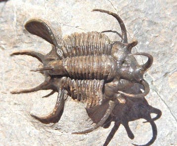 Trilobiet - Gefossiliseerd dier - Ceratarges - 15 cm - 10 cm, Verzamelen, Mineralen en Fossielen