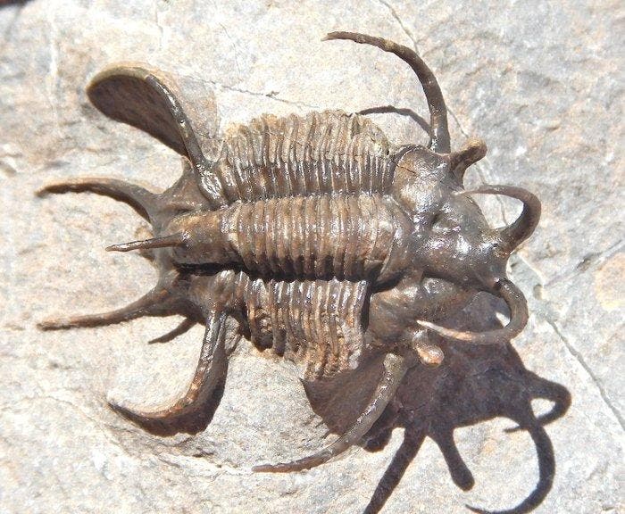 Trilobiet - Gefossiliseerd dier - Ceratarges - 15 cm - 10 cm, Verzamelen, Mineralen en Fossielen