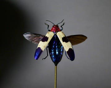 Kevel Taxidermie volledige montage - Chrysochroa buqueti -, Nieuw