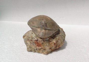 Gefossiliseerde schelp - Large Bivalve Fossilised Shell on, Verzamelen