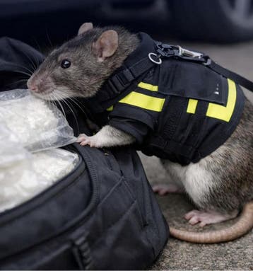 Ratten bestrijding Amsterdam Multitect, Insecten of Spinnen