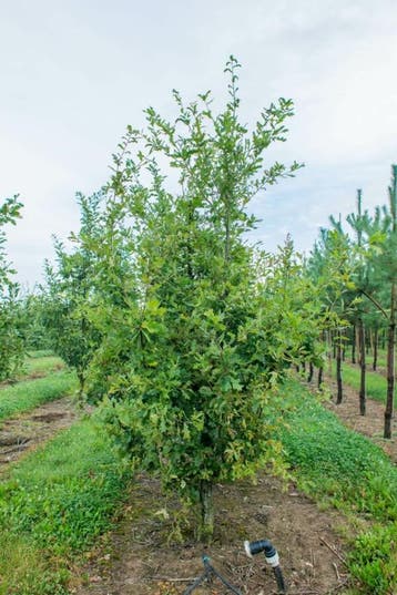 Quercus robur meerstammig 200-250