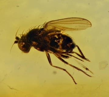 Baltisch amber - met gedetailleerde Dolichopodidae
