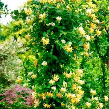 Kamperfoelie ‘Halliana’ Sierplanten, Raskleur, Verzenden, Overige soorten, Struik