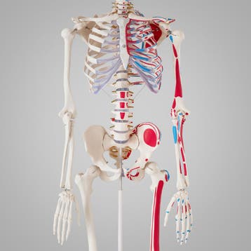 Menselijke anatomie skelet met spier- en bot markering - wit, Verzenden, Nieuw