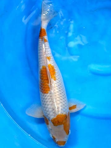 HQ Ochiba Singure van Ikarashi 40cm (Japanse Koi), Dieren en Toebehoren, Vissen | Vijvervissen, Karper of Koi