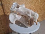 Nijlpaard Bot - Hippopotamus amphibius (with CITES Import, Nieuw