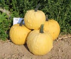 Homestyle F1 PMT Halloweenpompoen kleinverpakking zaden, Ophalen of Verzenden, Nieuw