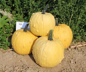 Homestyle F1 PMT Halloweenpompoen kleinverpakking zaden, Ophalen of Verzenden, Nieuw
