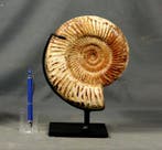Grote ammoniet - op elegante, op maat gemaakte stalen, Verzamelen, Mineralen en Fossielen
