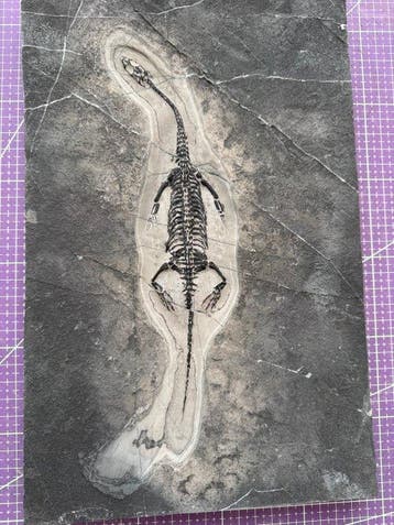 Fossiel reptiel: Keichousaurus – zeldzaam getuigenis uit het