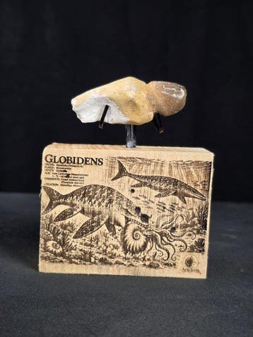 Fossiele tand - Globidens (Zonder minimumprijs), Verzamelen